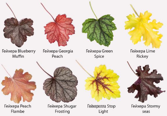 Разнообразие листьев гейхеры