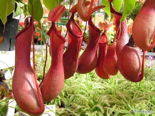 Самое крупное хищное растение - непентес.