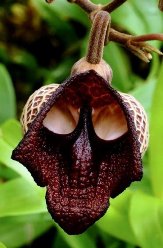 Кирказон сальвадорский или цветок Дарт Вейдер (Darth Vader flower)