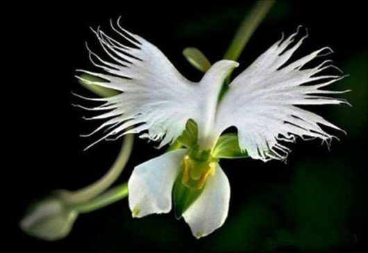 Поводник лучистый (White Egret flower)