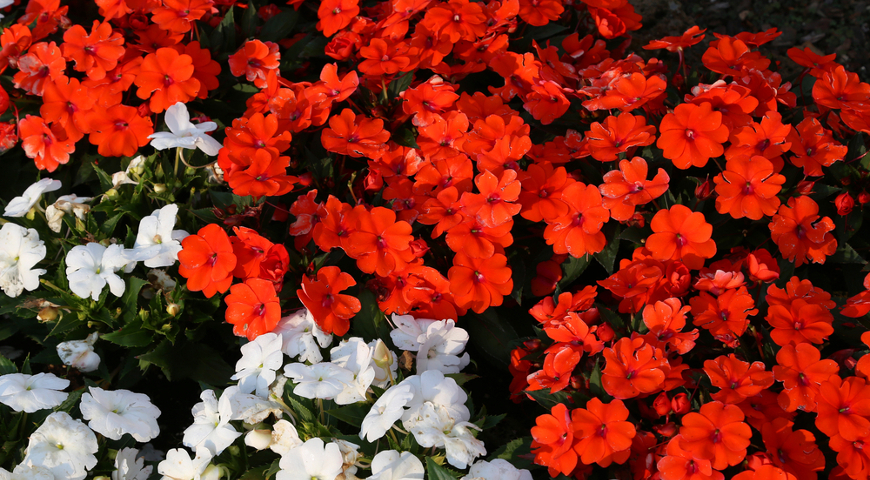ТОП-55 низких многолетников для сада, цветущих всё лето (фото)