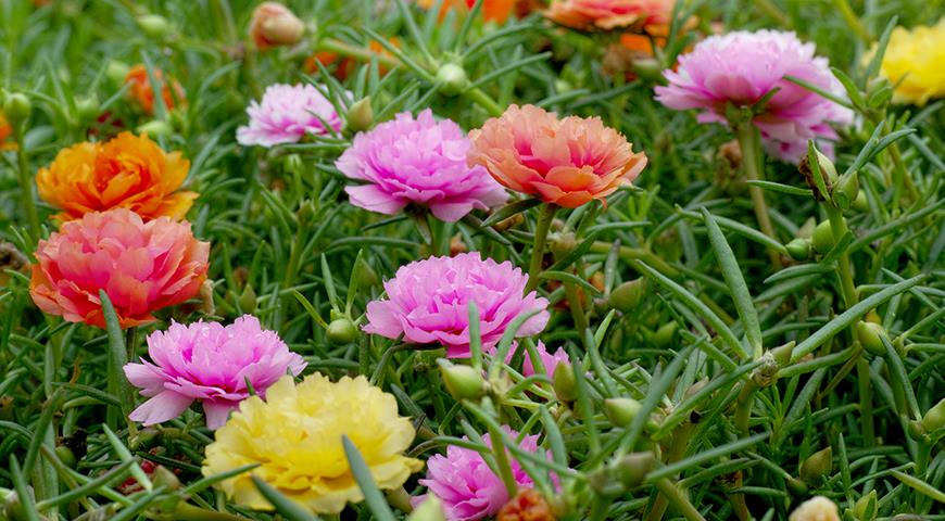 ТОП-55 низких многолетников для сада, цветущих всё лето (фото)