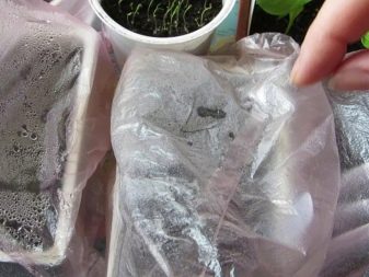 Лук батун: выращивание из семян (описание, уход, фото)