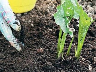 Каллы садовые – посадка и уход, популярные сорта, 95 фото