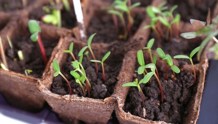 Свёкла: как и когда сажать в открытый грунт семенами, выращивание и уход