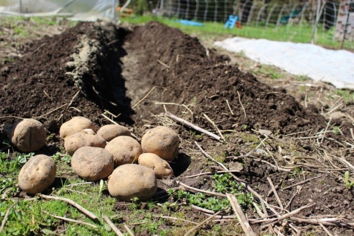 Как правильно сажать картошку: способы и схемы