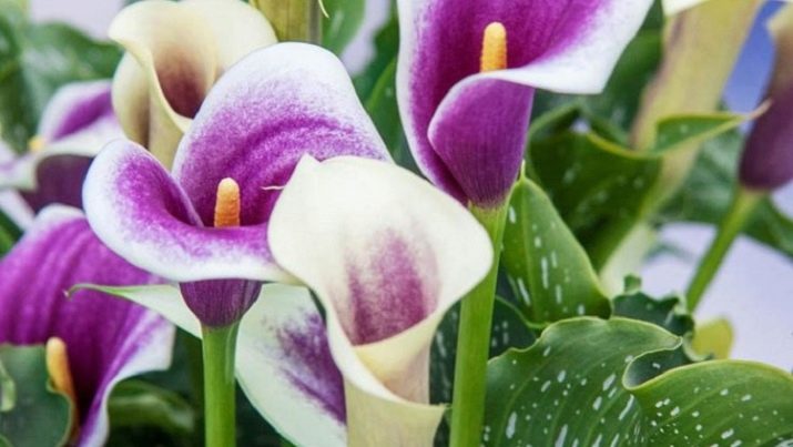 Каллы садовые – посадка и уход, популярные сорта, 95 фото