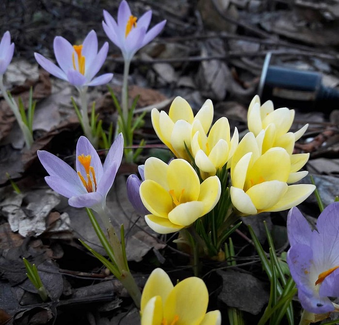 ТОП-50 красивых, неприхотливых, цветущих цветов для дачи (фото, названия)