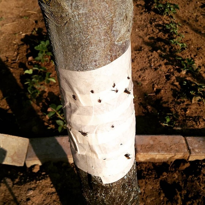 Как избавиться от муравьёв в огороде: лучшие средства