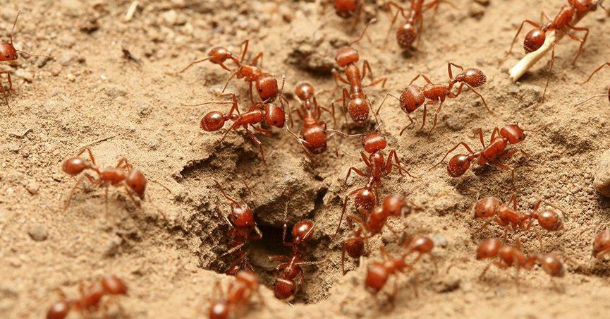 Рыжие муравьи: почему они опасны для детей - Рамблер/доктор