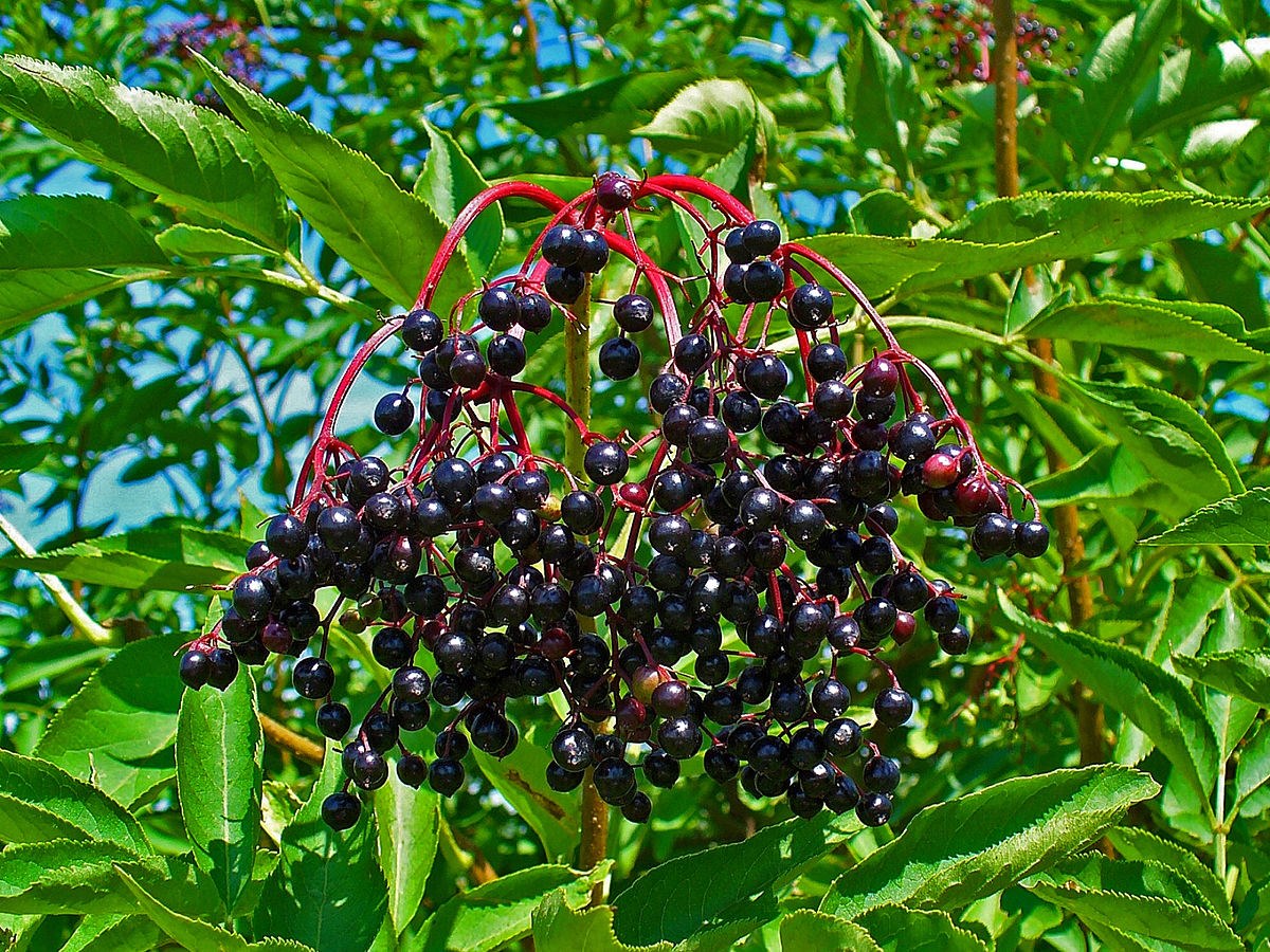 Черная бузина - лекарственное растение с особыми свойствами | Вивасан