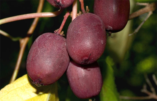 Актинидия пурпурная - фото плодов