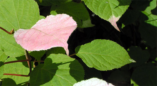 Актинидия коломикта - листья