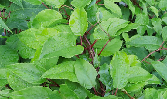 Актинидия пурпурная - листья