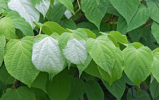 Актинидия полигамная - листья
