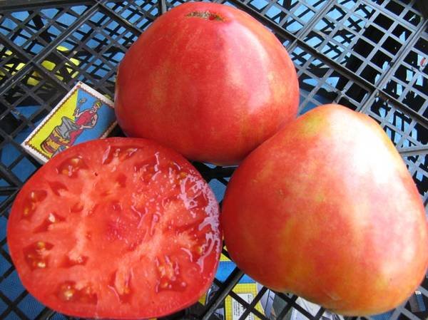 ТОП-100 урожайных сортов томатов для теплиц и открытого грунта