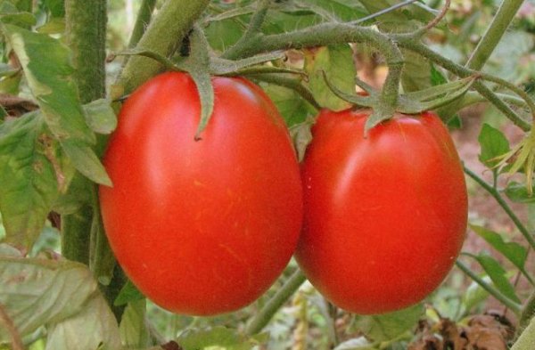 ТОП-100 урожайных сортов томатов для теплиц и открытого грунта