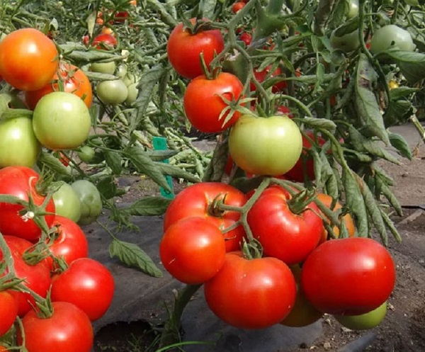 Лучшие сорта томатов: рейтинг 2023 (описание, фото)
