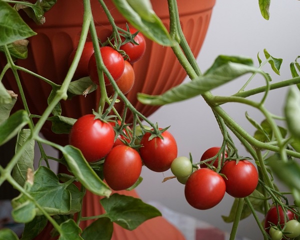 Лучшие сорта томатов: рейтинг 2023 (описание, фото)