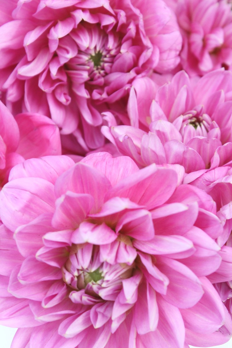Георгины (120 фото): посадка и уход в открытом грунте многолетних цветов