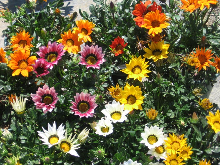 Газания: фото цветка, выращивание и уход в открытом грунте