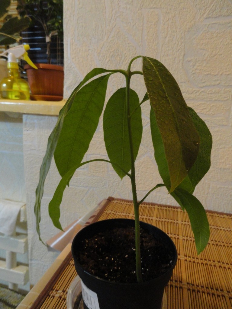 Как вырастить манго из косточки в домашних условиях пошагово с фото