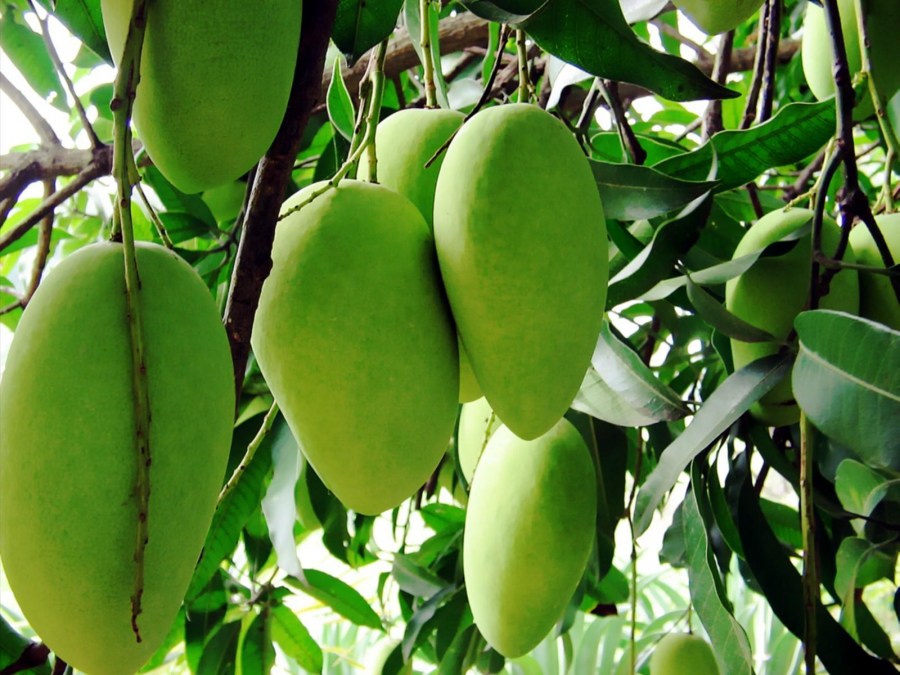 Как вырастить манго из косточки в домашних условиях пошагово с фото