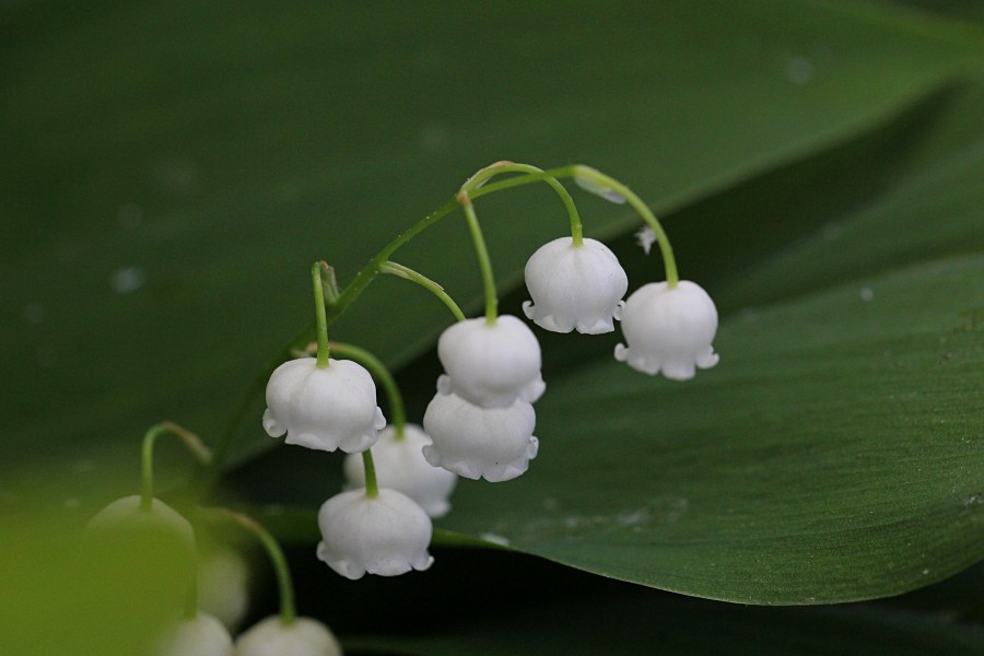 Ландыш (100 фото): описание, выращивание, где растет цветок, когда цветет