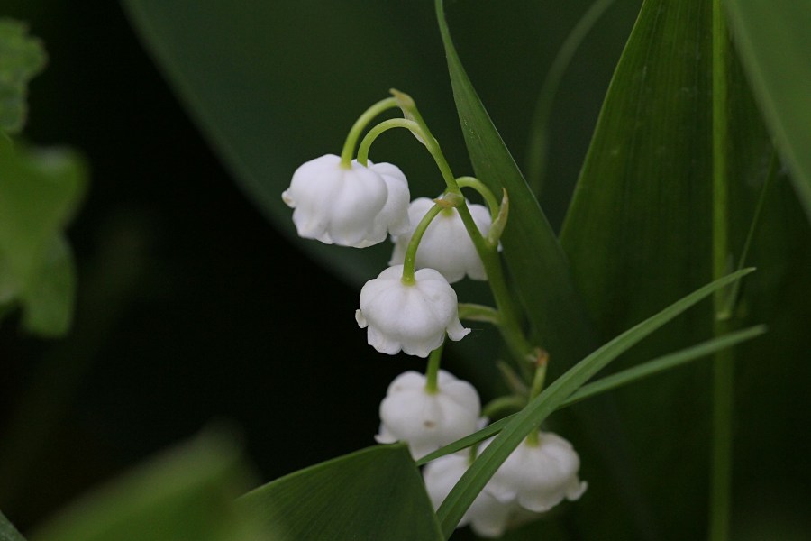Ландыш: описание, выращивание, фото цветка, где растут, когда цветут