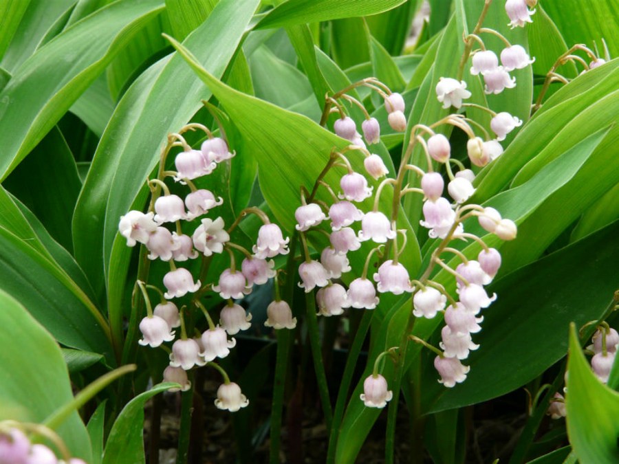 Ландыш: описание, выращивание, фото цветка, где растут, когда цветут