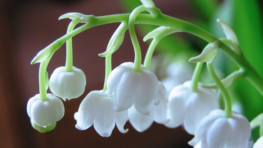 Ландыш (100 фото): описание, выращивание, где растет цветок, когда цветет