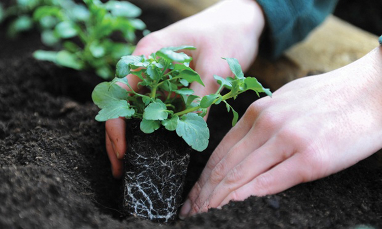 Выращивание петуний: советы опытных садоводов