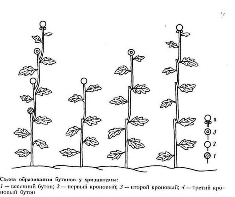 Выращивание садовых хризантем: выбор сорта, посадка, уход