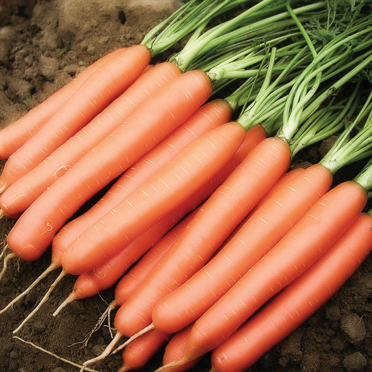 Выращивание моркови в открытом грунте: правила и рекомендации