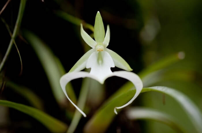 Орхидея-призрак (Ghost Orchid)