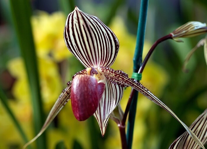 Башмачок Ротшильда (Rothschild’s Slipper Orchid)
