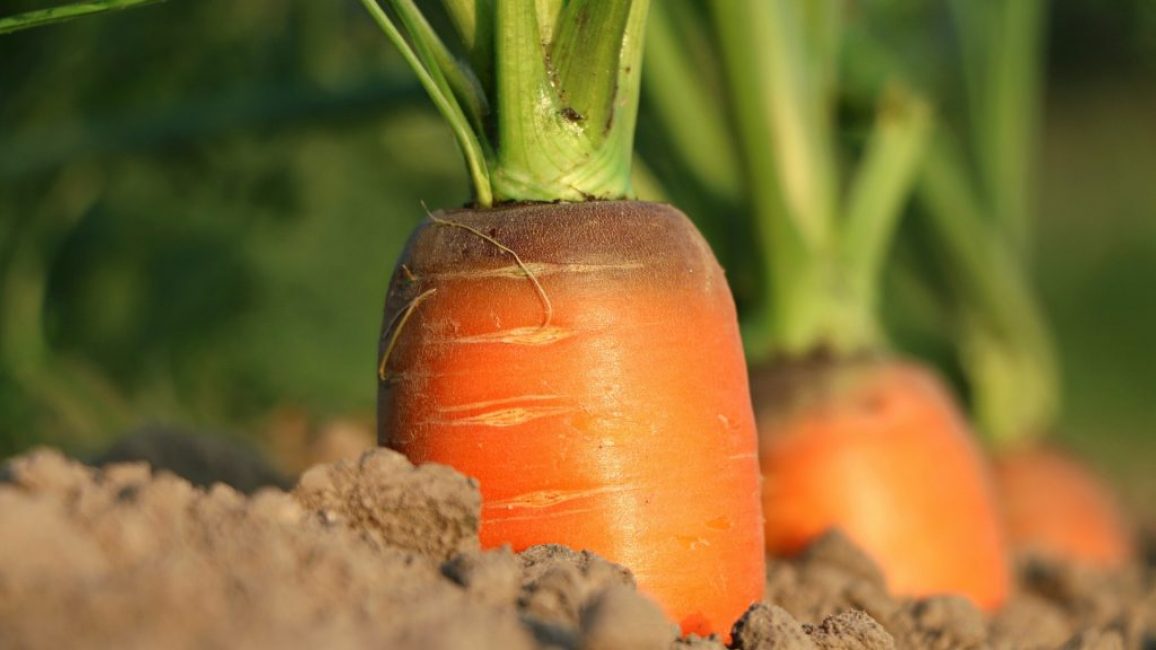 Морковь в грунте
