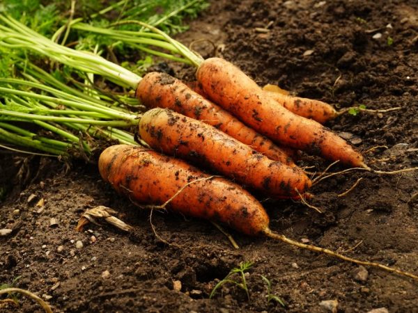 Морковь различается по внешнему виду и вкусу