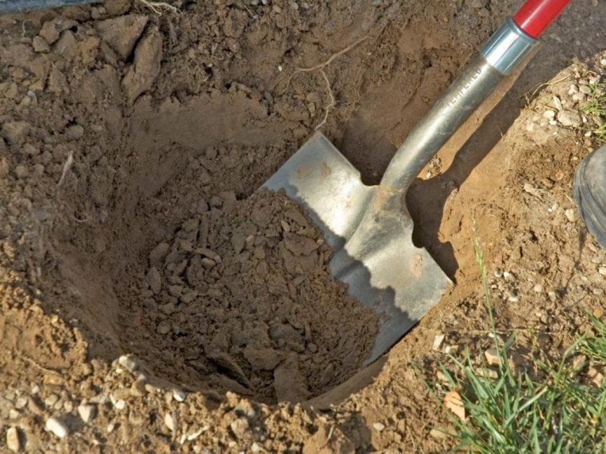 Посадочную яму лучше приготовить заблаговременно