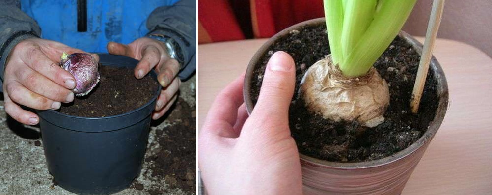 посадить гиацинт в горшок
