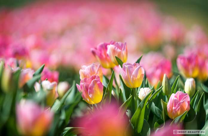 Красивые фото тюльпанов