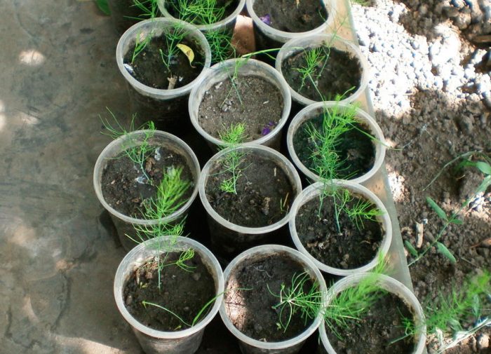 Спаржа: выращивание из семян и уход в открытом грунте