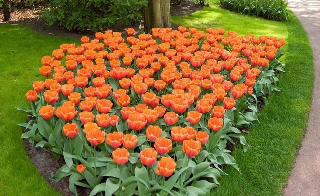 фото: моноклумба с тюльпанами