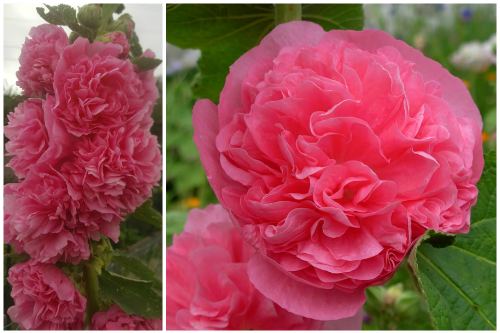 Шток-роза: фото, выращивание из семян многолетних сортов цветка