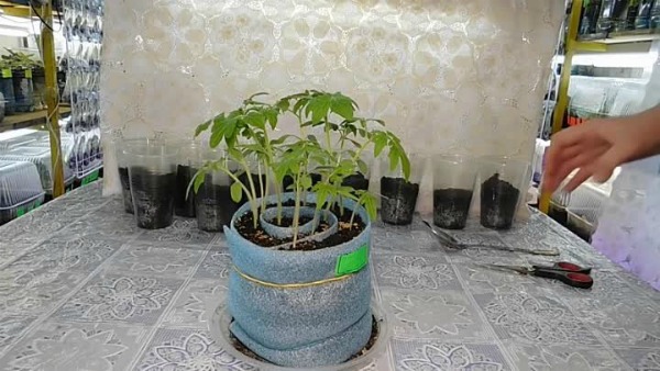 Выращивание рассады помидор в улитках