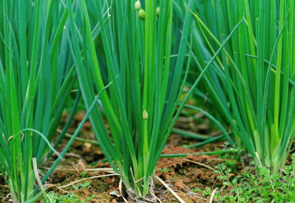 Лук батун: выращивание из семян (описание, уход, фото)