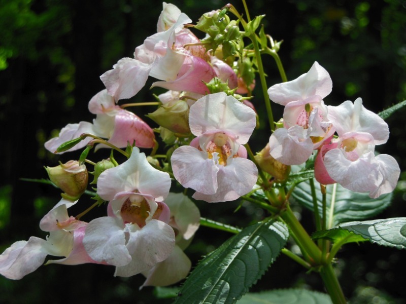 Цветок Ванька мокрый (80 фото): описание и уход в домашних условиях