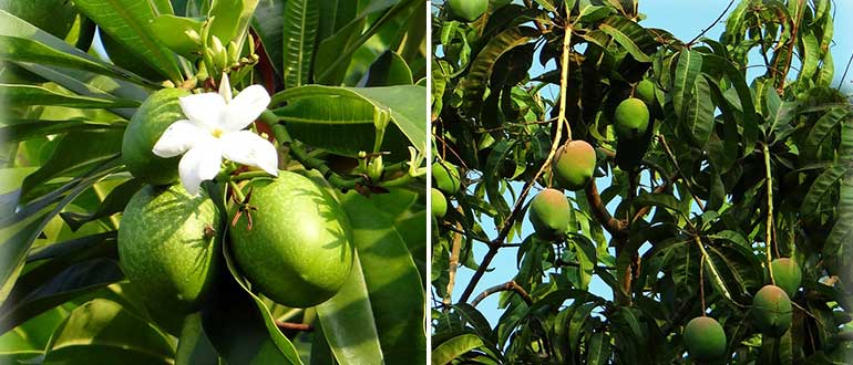 как растёт манго