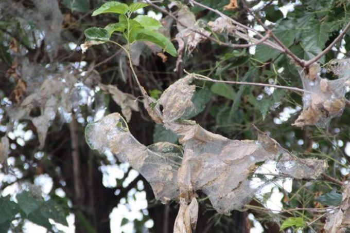 Паутина белой американской бабочки на тутовом дереве