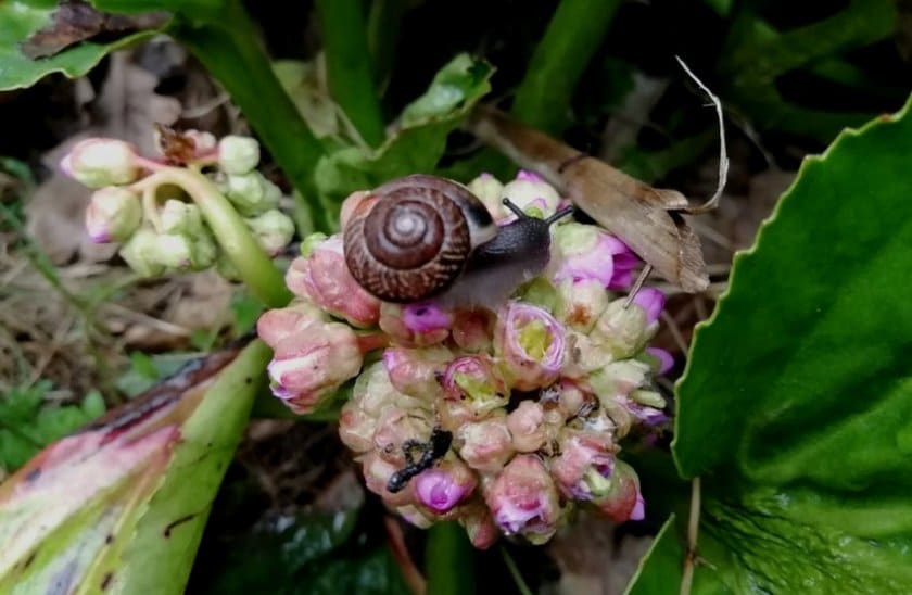 Бадан: фото, посадка растения и уход в открытом грунте